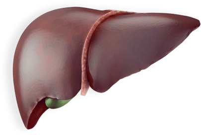 healthy-liver